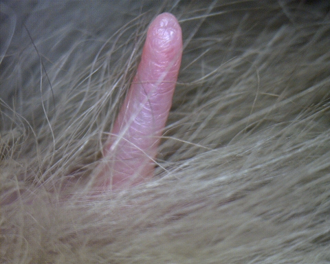 Zitze vom Chinchilla Weibchen