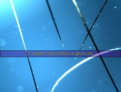 Übergang vom Schleier zum Band