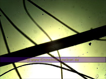 Chinchilla Haar ( dünn ) zu Chinchilla Schwanzhaar ( dicker, quer durch die Aufnahme )