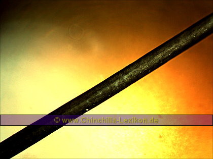 Chinchilla Haarwurzel - Auflicht / Durchlicht Aufnahme