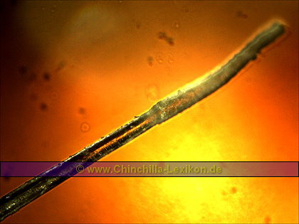 Chinchilla Haarwurzel - Auflicht / Durchlicht Aufnahme