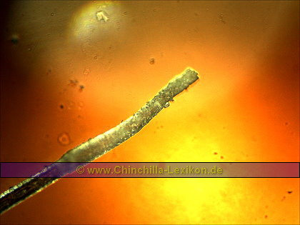 Chinchilla Haarwurzel - Auflicht / Durchlicht Aufnahme