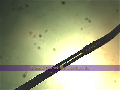 Chinchilla Haarwurzel Ansatz