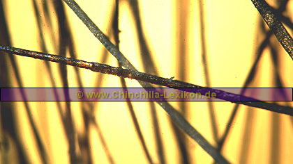 Haarspitzen Übergang