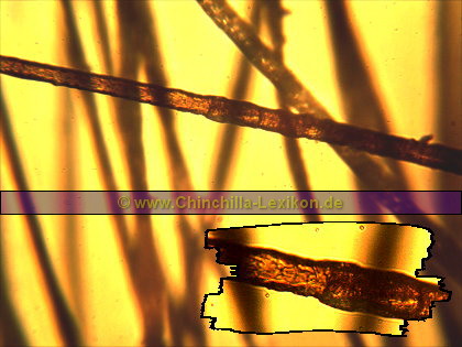 Übersichtsbild plus Vergrößerungsausschnitt 