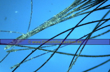 Haarbüschel eines Jungtieres