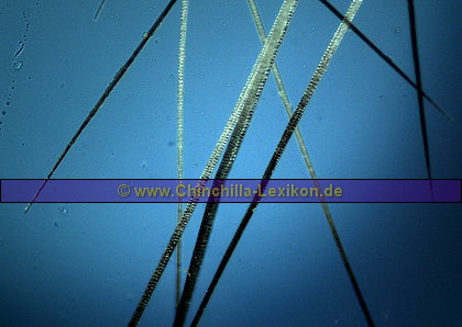 Übergang von Unterfarbe zum Band ( Auflicht / Unterlicht & Seitenlicht durch Punkt-LED-Spotstrahler )