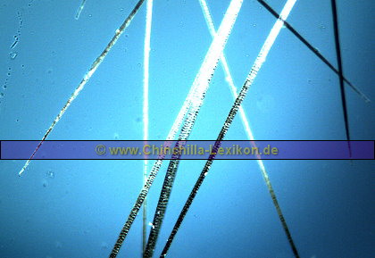 Gleiche Aufnahmebereich wie obiges Bild nur mit mehr Auflicht