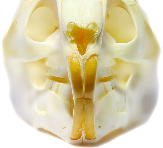 Chinchilla Schädel von vorne