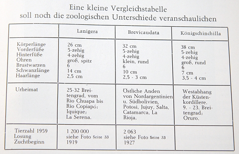 Eine kleine Vergleichstabelle - Chinchilla Arten