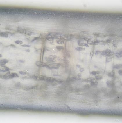 Das Tasthhar vom Chinchilla ist innen hol