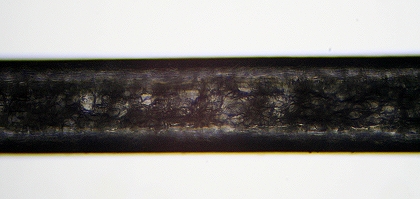 Vibrissen Spitze - kurz vor Ende der Vibrisse