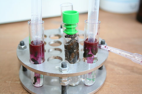 Bakterien Untersuchung