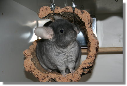 Korkröhre mit Chinchilla