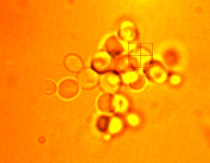 Budding Yeast