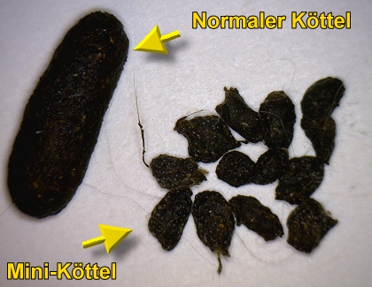 Mini-Köttel durch Candidia albicans ?