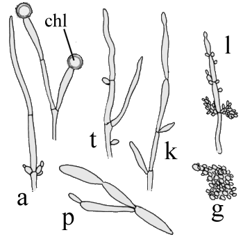 Candida morphology