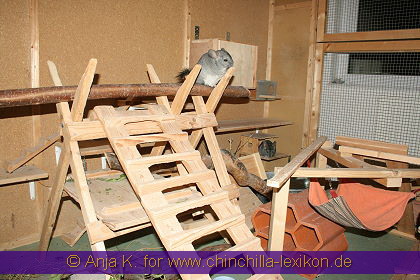 Paradise für Chinchillas