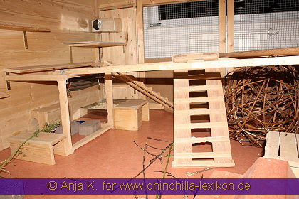 Aktuelles Foto des Chinchillazimmers