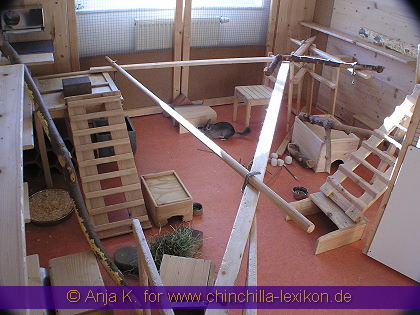 Chinchilla Zimmer 1 von Anja K.