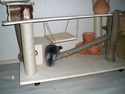 Chinchilla Spielplatz für den täglichen Auslauf