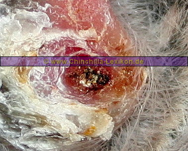 Chinchilla Fußballenabszess