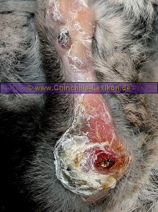 Fußballenabszess beim Chinchilla