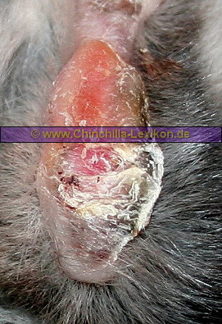 Chinchilla Fußballenabszess