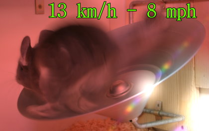 zu schnelles Chinchilla...