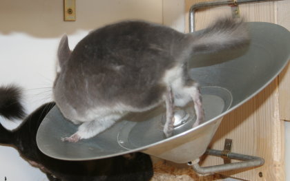 schnelles Chinchilla...  