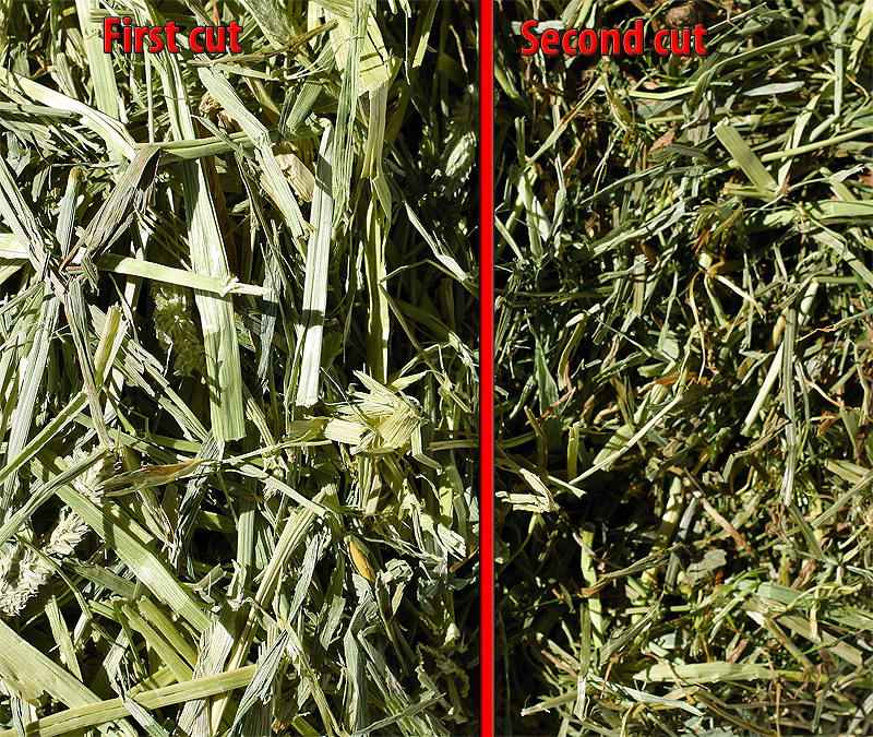 Timothy Heu First cut / Second cut