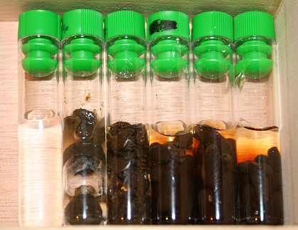 Kotproben vom Chinchilla in Vorbereitung zur Untersuchung