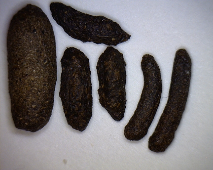 Vergleich verschiedener Kotarten beim Chinchilla