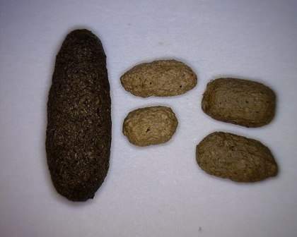 Chinchilla Kot nach Gips fressen