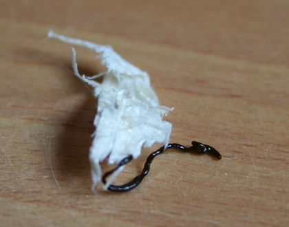 Erster Kot eines Chinchilla Babys