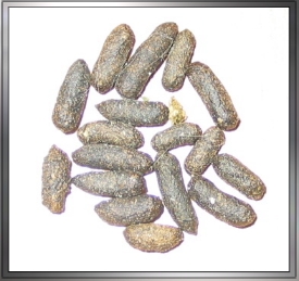 Chinchilla Kot normal