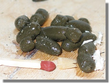 Chinchilla Kot bei Bakterien Befall