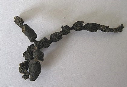 Chinchilla Kotkette - Aneinnader hängende Köttels beim Chinchilla