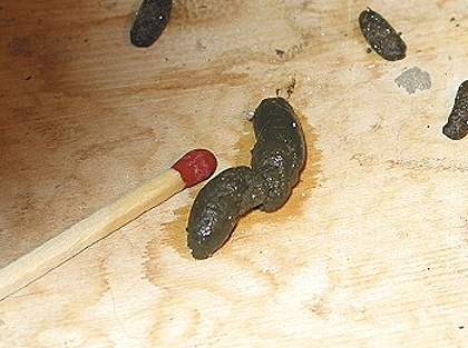 Weicher noch geformter Chinchilla Kot