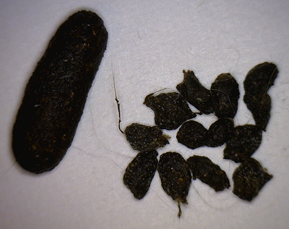 Hefepilz Kot beim Chinchilla