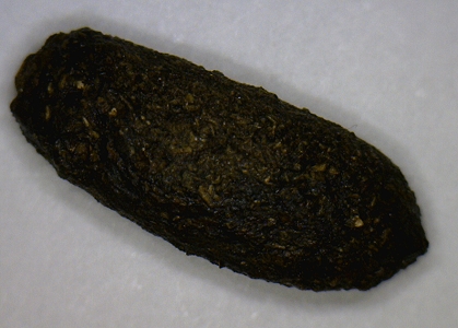 Makroaufnahme von normalen Chinchilla Kot