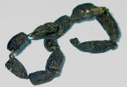 Enteritis Kotkette beim Chinchilla