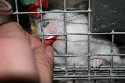 Goji-Beere mit der Medizin dem Chinchilla reichen