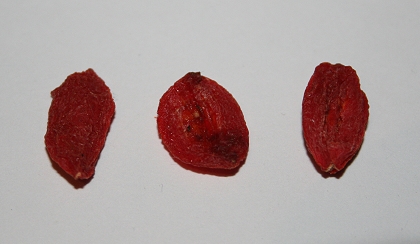 Goji Beere mit den Fingernagel mehrfach eindrücken