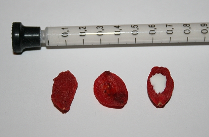 In die Hohle Goji-Beere die Medizin füllen