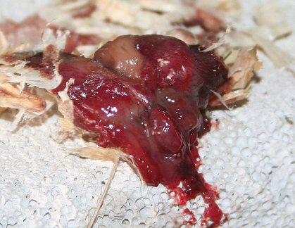 Nachgeburt eines Chinchilla Weibchens