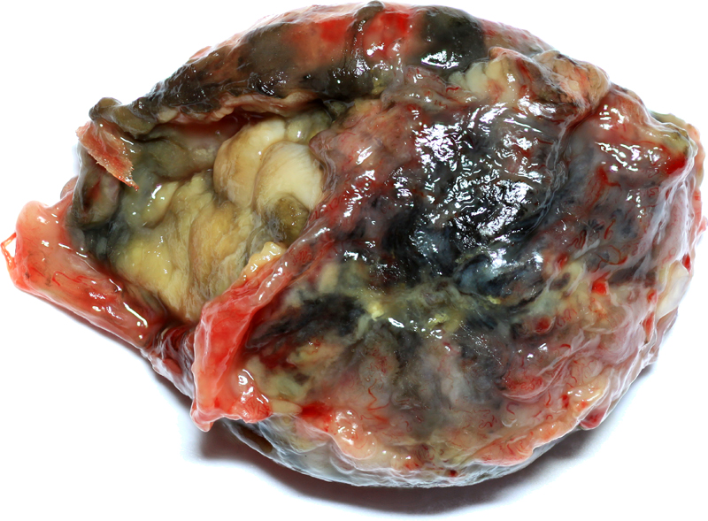 Copyright by www.Chinchilla-Lexikon.de