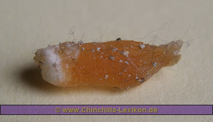 eingetrockneter Chinchilla Brunstpfropfen