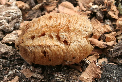 Gottesanbeterin Kokon