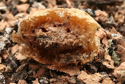 Gottesanbeterin Kokon